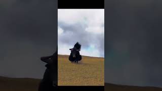 💢青藏高原的野牦牛！Wild yak #animal 【跟着图尔去旅行】