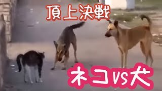 ねこVS犬　頂上決戦の動画が半端ない　cat VS dog