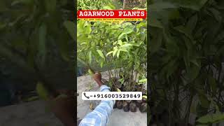 Agarwood farming in India /Agarwood plants at wholesale price #agarwood #agar #agarwoodfarming #new