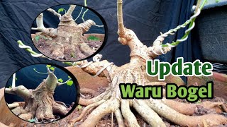 REVIEW BEBERAPA BAHAN BONSAI WARU DI KEBUN SABONSAI.ART