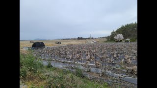 [부동산백화점]480.영암군삼호읍토지매매 영암군삼호읍땅매매 영암군삼호읍부동산 영암솔라시도토지 영암토지매물 영암땅매매 영암토지매매 영암토지투자 영암주말농장토지매매 영암군땅매매