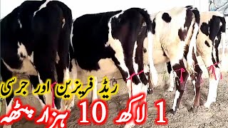 Bachri Farming | Dairy Hiefers | Jersey Hiefers | Australian Friesian || Global Village Farming