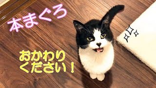 3月のウマウマデー【本マグロ赤身】を堪能した猫おむすびさん