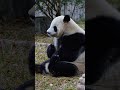 广州动物园大熊猫雅一粤语一叫回眸一笑，开始整活！広州動物園のジャイアントパンダ、ヤイーは広東語で吠え、笑顔で振り返り、準備を始めました。 panda giantpanda bear