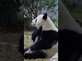 广州动物园大熊猫雅一粤语一叫回眸一笑，开始整活！広州動物園のジャイアントパンダ、ヤイーは広東語で吠え、笑顔で振り返り、準備を始めました。 panda giantpanda bear