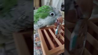 オキナインコが鐘鳴らしてお賽銭入れる #shortsfeed