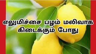 எலுமிச்சை பழம் மலிவாக கிடைக்கும் போது...| Part-10