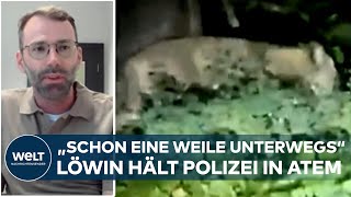 ENTLAUFENE LÖWIN BEI BERLIN: So sollten sich Menschen bei einer Sichtung der Raubkatze verhalten