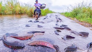 Episode #1448   wow awesome fishing! catch a lot of fishes at field by hand, top fishing skills