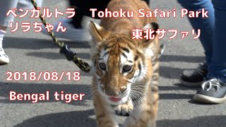 20180818 東北サファリ ベンガルトラ リラちゃん ~Japan Tohoku Safari Park Bengal tiger~