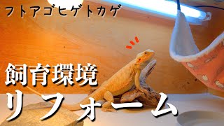 フトアゴヒゲトカゲのケージをリフォームしたら大勝利！【飼育環境改善】