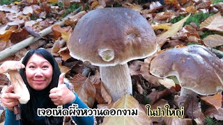 เจอเห็ดผึ้งหวานดอกงามในป่าใหญ่ นึกว่าเห็ดวายหมดแล้ว! เก็บเห็ดกับเพื่อนฝรั่ง ฮามาก!