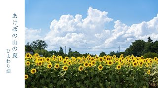 【千葉おでかけ】あけぼの山農業公園の夏・ひまわり畑