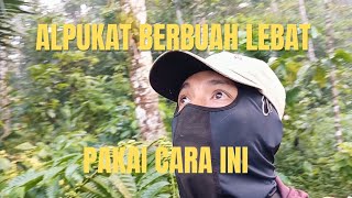 Cara Perawatan Agar Buah Alpukat Berbuah Lebat Di Musim Penghujan