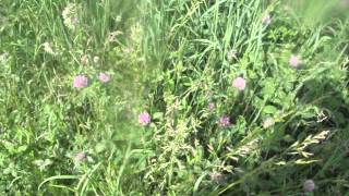 Chic-Weed's harvesting red clover