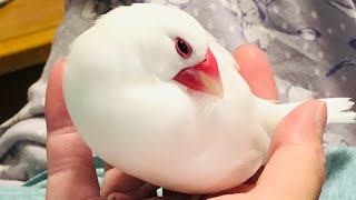 【文鳥】放鳥中、飼い主のそばにきて大声で甘え鳴きしながらくつろぐハクちゃん【Java sparrow】The bird with the owner is cute.