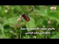 حديث الساعة حديث زهرائي ح20 دين القرود ج7 الشيخ الغزي