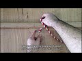 How to Tie a Buntline Hitch Knot