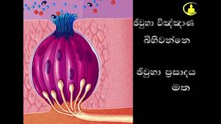 abidamma padama/abidharma tolk/Abhidhama lesson 06/abidharma mulikakarunu