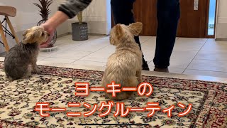 〔ヨークシャーテリア〕バニラとミントのモーニングルーティンを撮ってみました🤗No.31