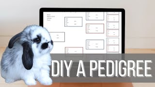 MAKE A RABBIT PEDIGREE IN CANVA - Start To Finish