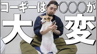 愛犬のここが嫌い！！！愛を持って解決しようじゃないか！！！【保護犬コーギー】