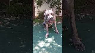 crushing branch 700 psi cane corso