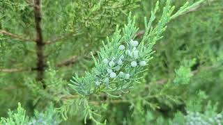 Best Blue Conifers to grow in the South: Avoid Colorado Blue Spruce