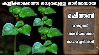 ഈ ചെടി നിങ്ങൾ കണ്ടിട്ടുണ്ടോ? എന്നാൽ ഇത് നമ്മൾ വിചാരിച്ച ആളൊന്നുമല്ല | peperomia pellucida plant