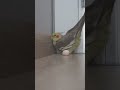 Cockatiel LAYING EGGS At The Door! 😀 Cockatiel Sounds | Cockatiel Bird | Cockatiel | Parrot #Shorts