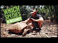 10 Tortoise Species of Kamp Kenan (+1 Surprise)!