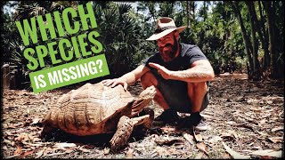 10 Tortoise Species of Kamp Kenan (+1 Surprise)!