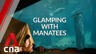 Glamping with manatees at River Safari Singapore | CNA Lifestyle