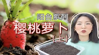 阳台怎么种樱桃萝卜｜30天最快收获的蔬菜