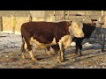 Бычки казахско белоголовой породы часть 1 kazakh white headed breed of beef cows eng sub