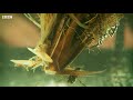 the raft spider is the perfect underwater predator deadly 60 bbc earth explore