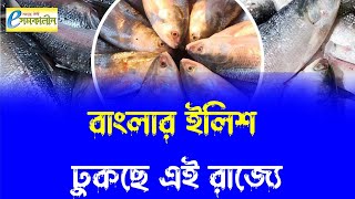 বাংলার ইলিশ ঢুকছে এই রাজ্যে - Hilsa from Bengal is entering this state