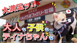 【犬旅行】家族全員(ティナも)大満足!!『りんどう湖ファミリー牧場』で大はしゃぎしてきました!!【ティナ】