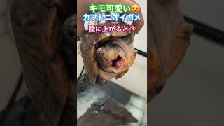 【実は速い？】水棲亀は陸上を走る⁈【カブトニオイガメ13歳♂】#カブトニオイガメ #ペット #turtle #かわいい #shorts