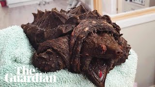 Fluffy the alligator snapping turtle found in Cumbrian tarn