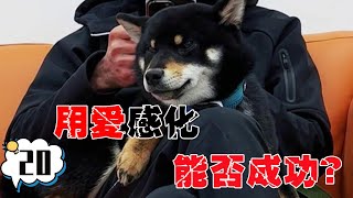 校长把奥利奥抱在怀里入睡，让它感受人类的爱意【犬道app】