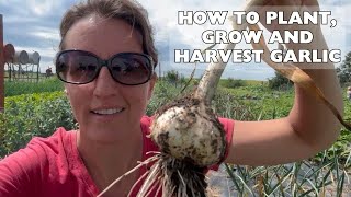 How To Grow Garlic From Planting To Harvest || A Beginner's Step-By-Step Guide