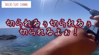 『1日1魚チャンネル』切られるぅ〜。#沖縄ルアー釣り #沖縄ライトゲーム #釣り #ルアー釣り #沖縄