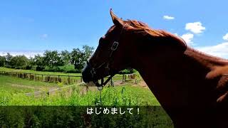 【はじめまして！】引退競走馬ターボさんのセカンドライフ01