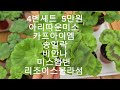 4세트 분양합니다 천천히보시고 문자남겨주세요 010 8302 1819 3번세트 남았어요