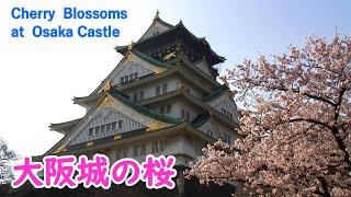 Cherry Blossoms at Osaka Castle with Relaxing Music ( Osaka Pref. ) / Spectacular Views of Japan