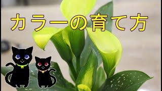 カラーの育て方