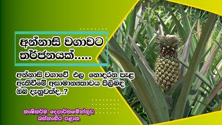 අන්නාසි වගාවේ ඵල නොදරන පැල ඇතිවීම