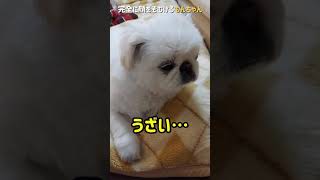 完全に顔をそむけるもんちゃん#ペキニーズ #dog #short