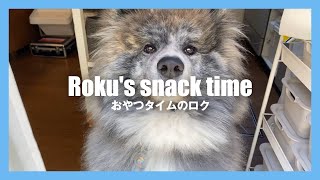 秋田犬 六郎 / おやつタイムのロク - Roku's snack time